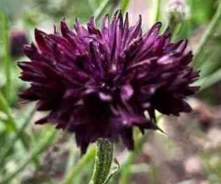 Rugiagėlė Witching Hour - Image 3