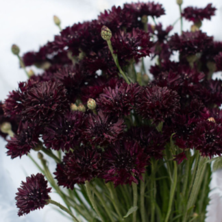 Rugiagėlė Witching Hour