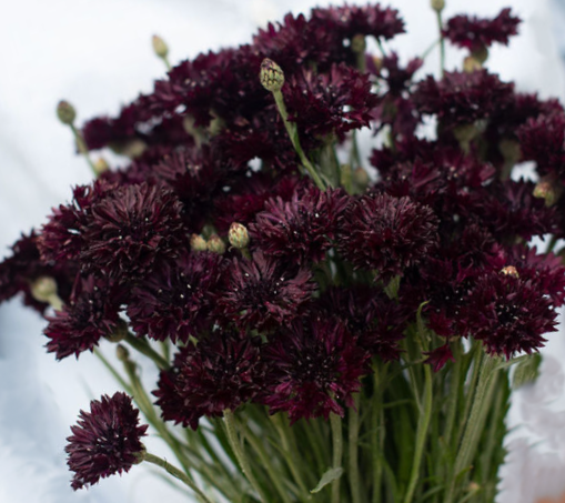 Rugiagėlė Witching Hour