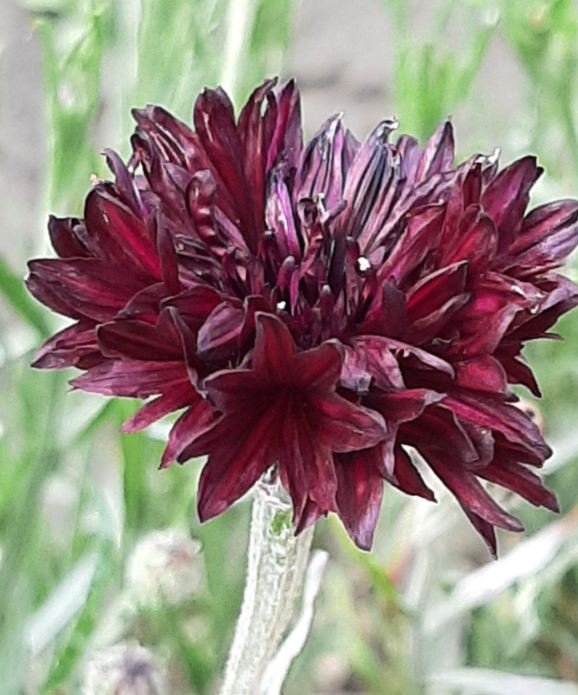 Rugiagėlė Witching Hour - Image 4