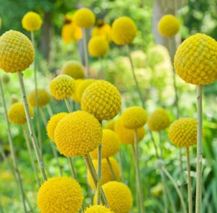 Rutulinė kraspedija Drumstick - Image 2