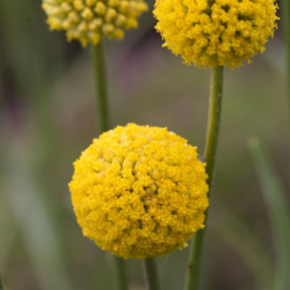Rutulinė kraspedija Drumstick