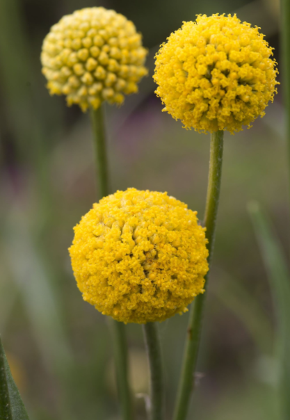 Rutulinė kraspedija Drumstick
