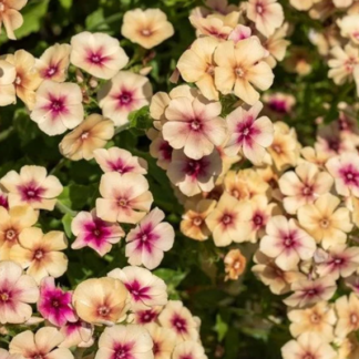 Vasarinis  didysis flioksas Cherry Caramel