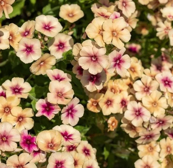 Vasarinis didysis flioksas Cherry Caramel