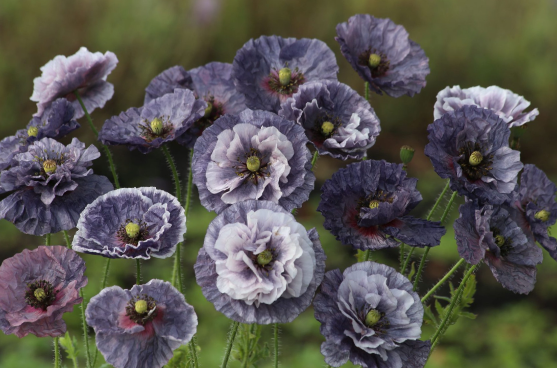 Aguona birulė Amazing Grey - Image 2