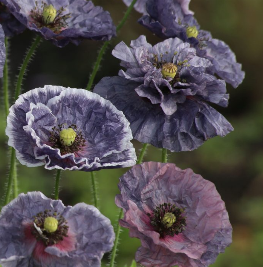 Aguona birulė Amazing Grey - Image 4