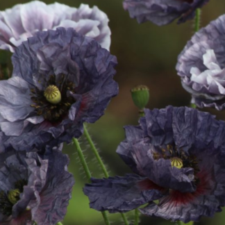 Aguona birulė Amazing Grey