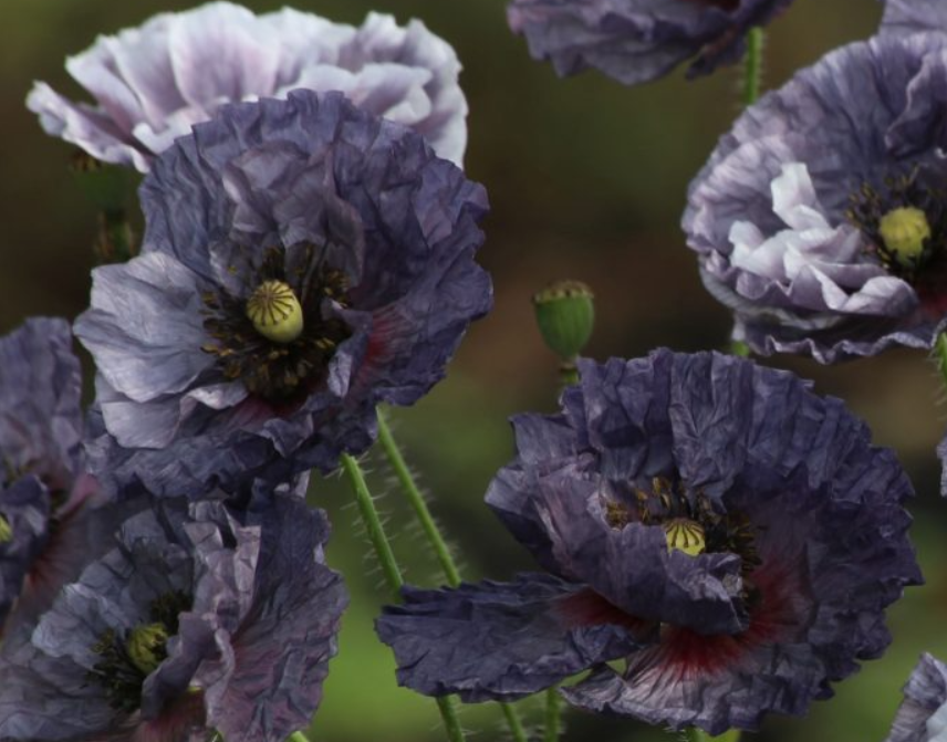 Aguona birulė Amazing Grey