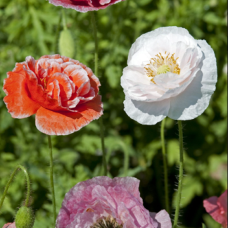 Aguona birulė Dawn Chorus