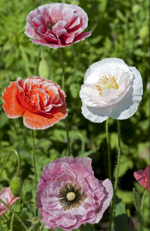 Aguona birulė Dawn Chorus