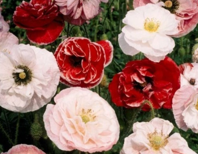 Aguona birulė Dawn Chorus - Image 3