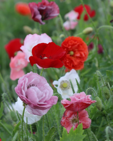 Aguona birulė Dawn Chorus - Image 2