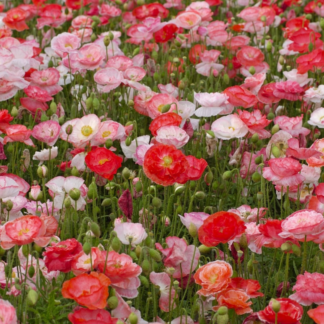 Aguona birulė Falling in Love