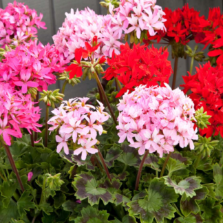 Darželinė pelargonija F1 Quantum Mix