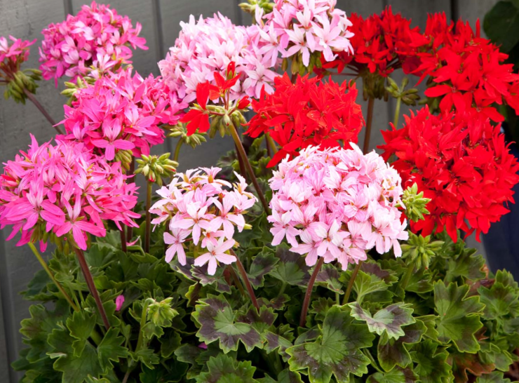 Darželinė pelargonija F1 Quantum Mix
