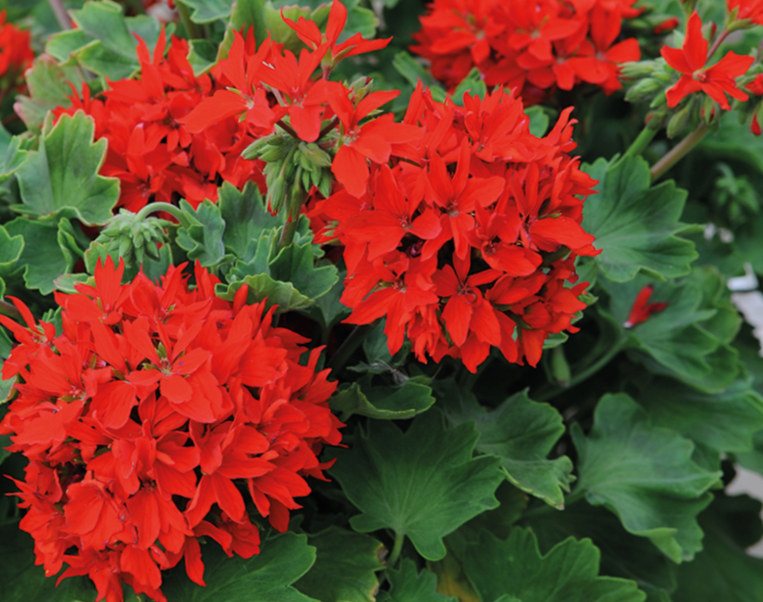 Darželinė pelargonija F1 Quantum Mix - Image 4