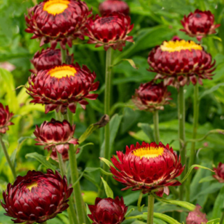 Darželinis šlamutis  king size Fireball