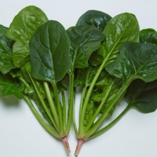 Rytietiški špinatai Amina F1