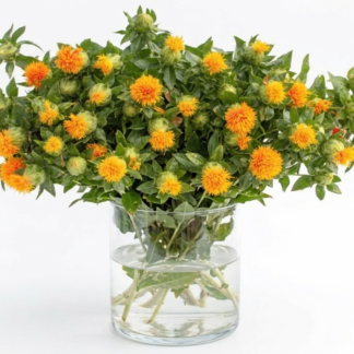 Dažinis dygminas Orange Grenade