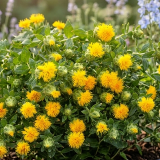 Dažinis dygminas Yellow Grenade