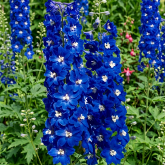 Didysis pentinius Candle Blue Shades