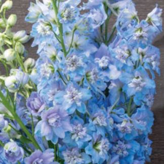 Didysis pentinius Magic Fountain Sky Blue White Bee