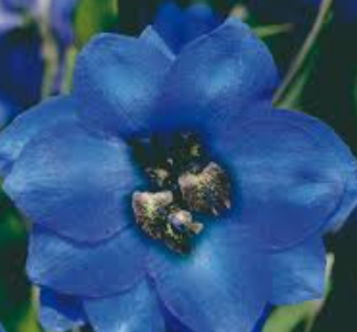 Didysis pentinius Pacific Giant Blue Jay