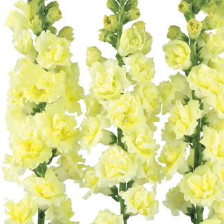 Didysis žioveinis F1 Snapstar Yellow