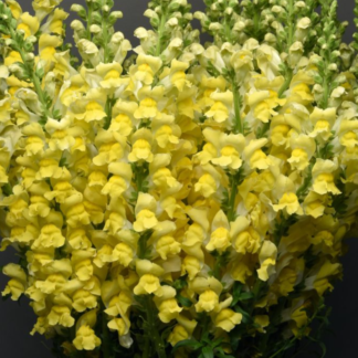 Didysis žioveinis Maryland Bright Yellow