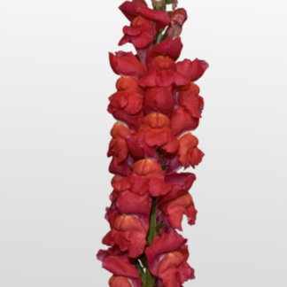 Didysis žioveinis Maryland  Flamingo