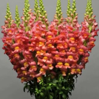 Didysis žioveinis Maryland  Orange