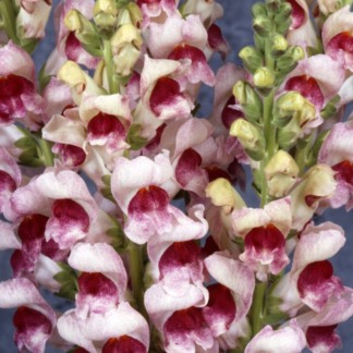 Didysis žioveinis Maryland  Plumblossom