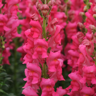 Didysis žioveinis Potomac Cherry Rose