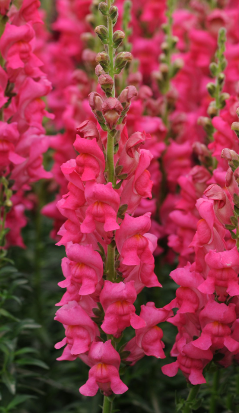 Didysis žioveinis Potomac Cherry Rose