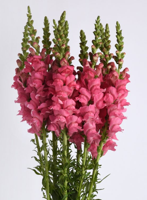 Didysis žioveinis Potomac Dark Pink