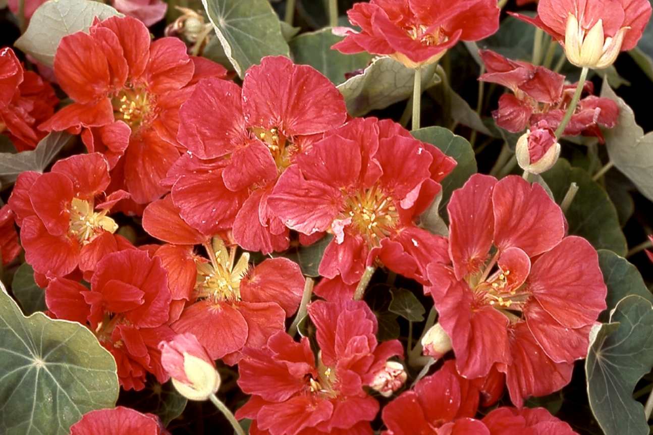 Didžioji nasturtė Whirlybird Rose - Image 2