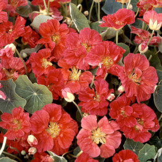 Didžioji nasturtė Whirlybird Rose