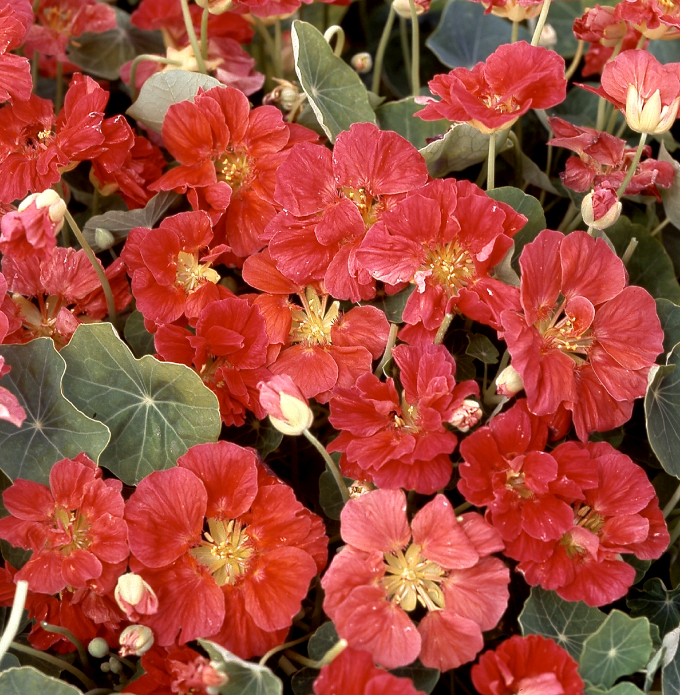 Didžioji nasturtė Whirlybird Rose