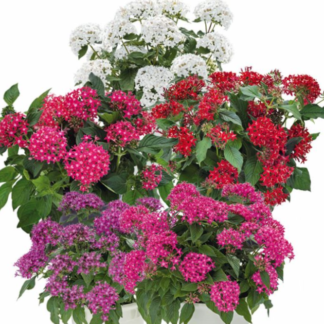 Egipto žvaigždė  Graffiti®  Mix