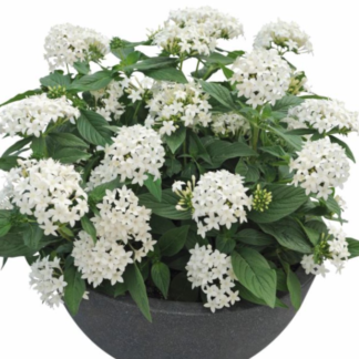 Egipto žvaigždė  Graffiti®  White