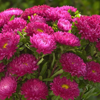 Kininis ratilis Matsumoto Rose