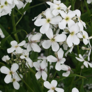 Kvapioji Vakarutė Balta