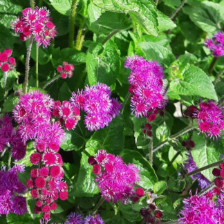 Meksikinis žydrūnis Red Cutting