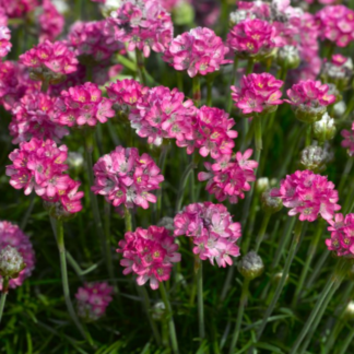 Pajūrinė gvaizdė Armada Rose