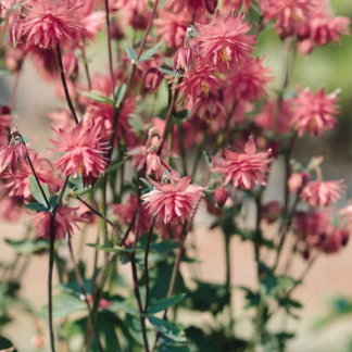 Paprastasis sinavadas Rose Barlow