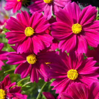 Paprastoji kosmėja Apollo Bright Carmine