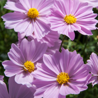 Paprastoji kosmėja Apollo Pink