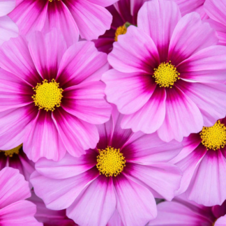 Paprastoji kosmėja Apollo Rose With Eye