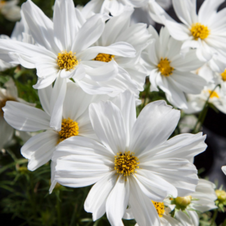 Paprastoji kosmėja Apollo White